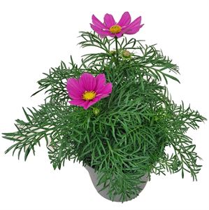 Bild von EJ Cosmos Bipinatus Carmine